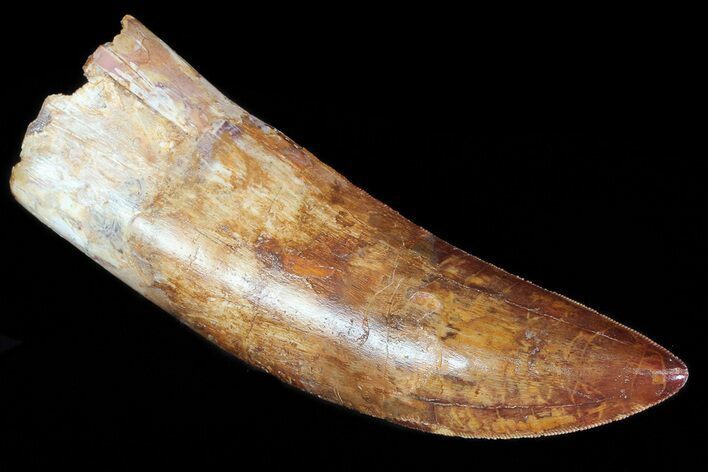 Huge, Carcharodontosaurus Tooth - Composite Tooth #71090